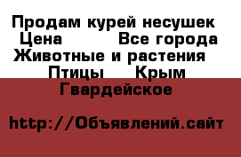 Продам курей несушек › Цена ­ 350 - Все города Животные и растения » Птицы   . Крым,Гвардейское